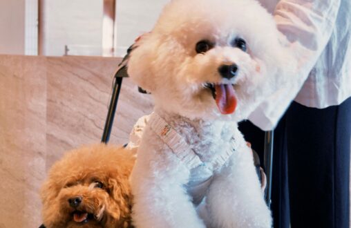 Pamper your Pet Package
